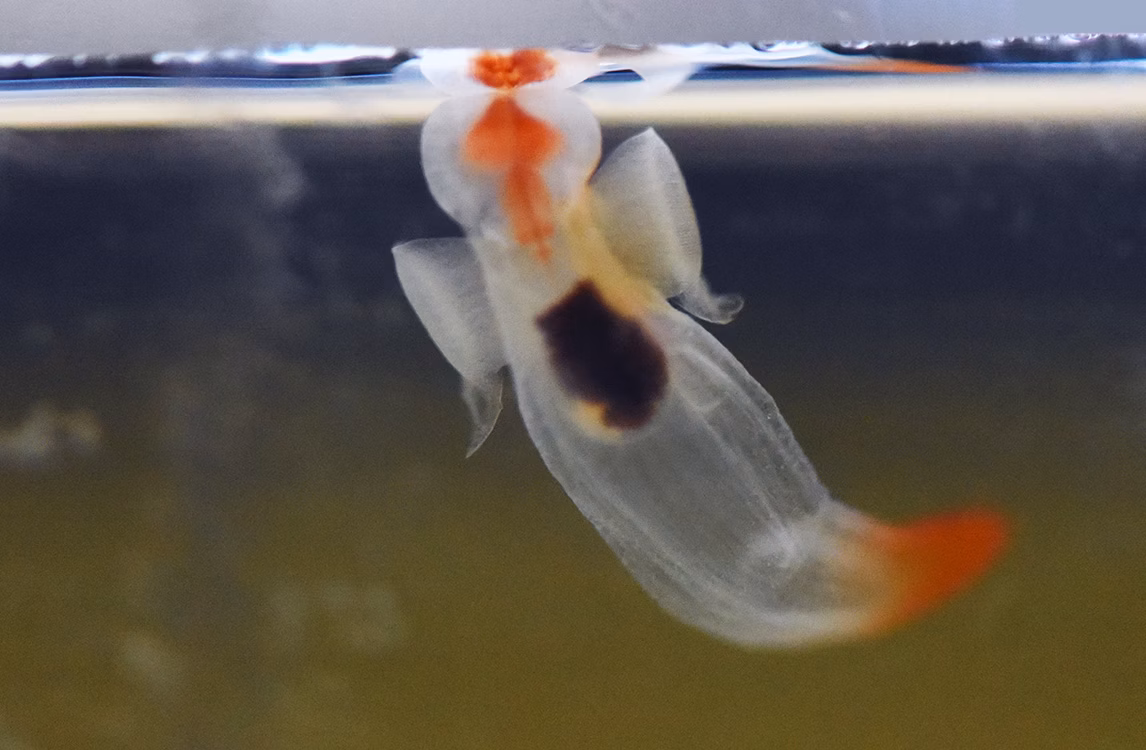 A glimpse of Jana Winderen's project "The Art of Listening: Under Water".