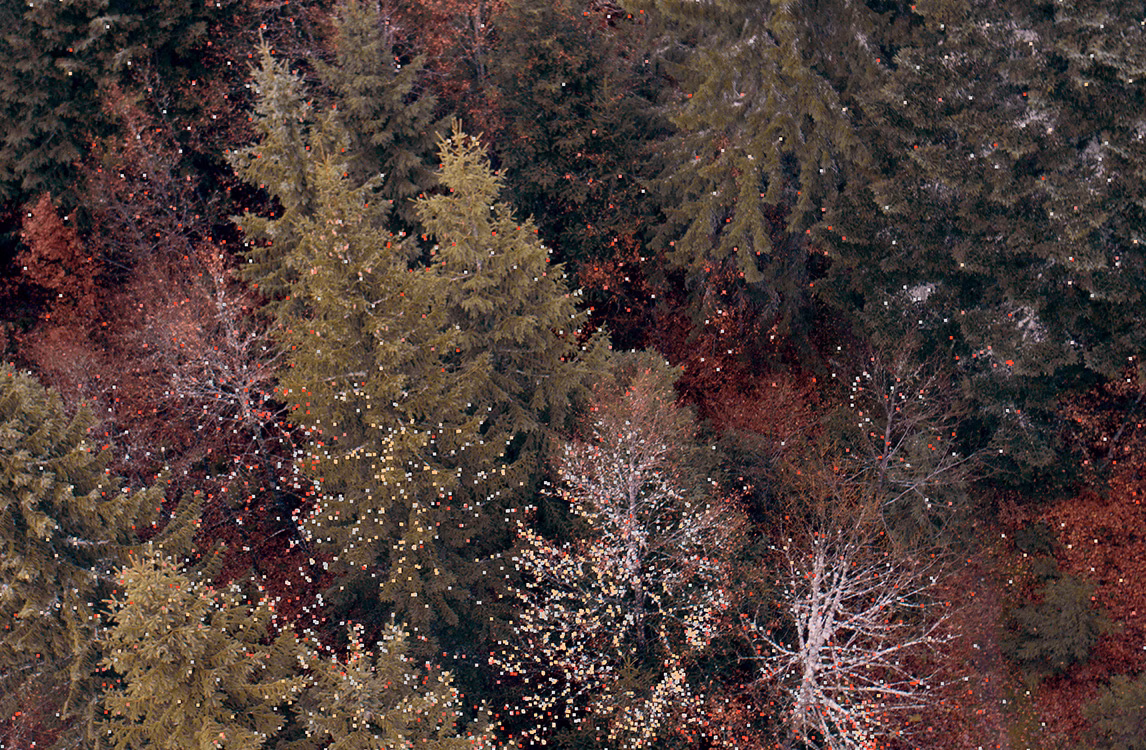 Veduta dall’alto di una foresta