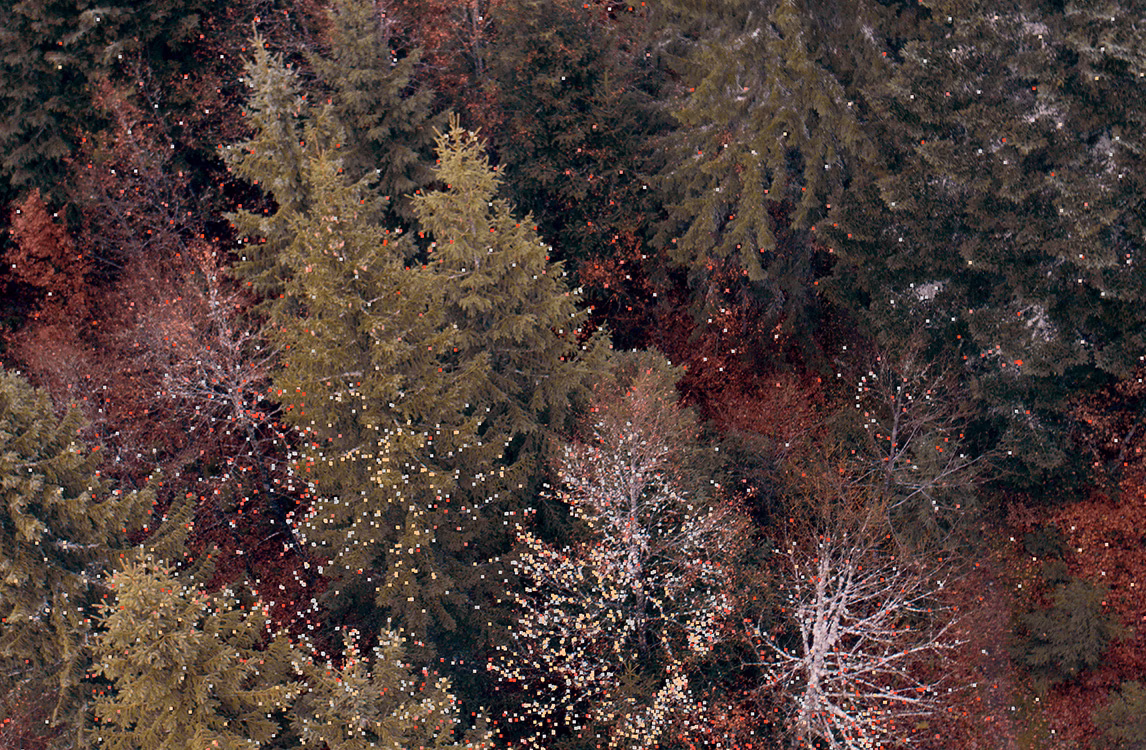 Veduta dall’alto di una foresta