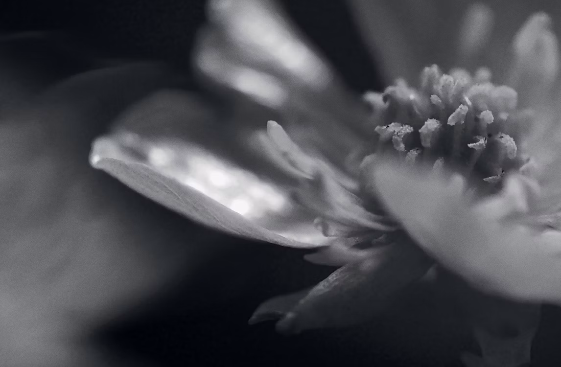 Zoom fotografico su un fiore di Cheng Ran