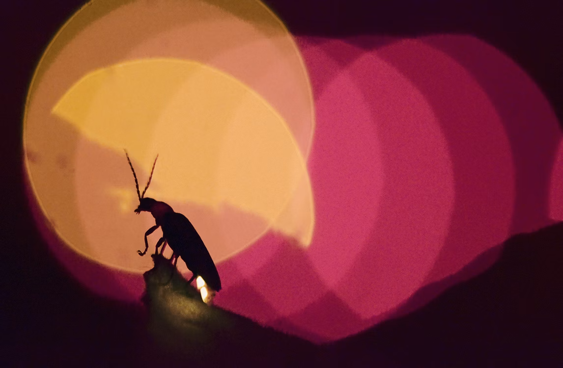 Zoom su un insetto in controluce come parte di Synchronicity di Robin Meier