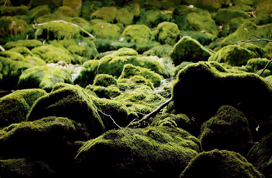 Una fotografia di un terreno coperto di muschio di Cheng Ran