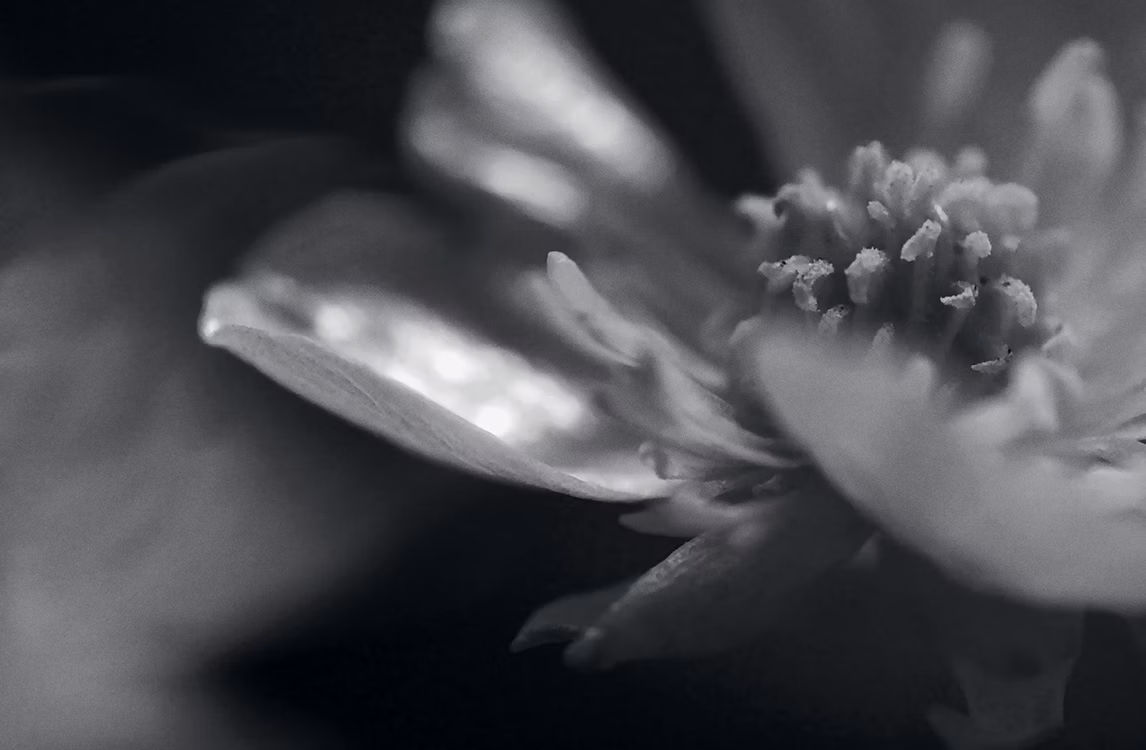 Zoom fotografico su un fiore di Cheng Ran