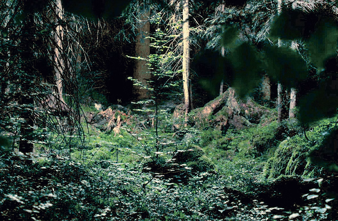 Fotografia di una foresta di Cheng Ran